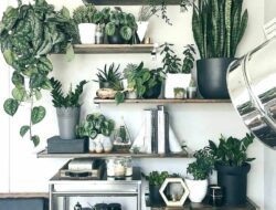 Best Plants For Living Room