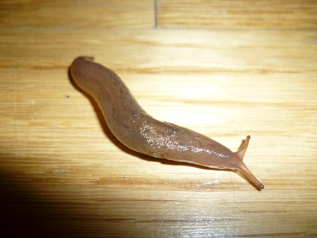 slug in my living room