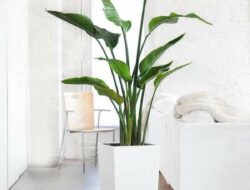 Tall Plants For Living Room