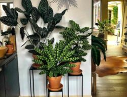 How To Decorate Living Room With Plants