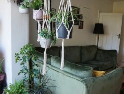 Hanging Indoor Plants For Living Room