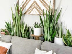 Snake Plant Living Room