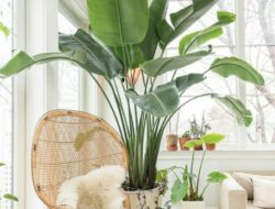 Large Living Room Plants